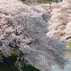 満開の桜雲