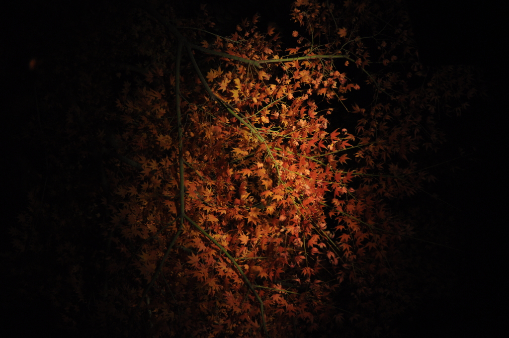 水面に映る夜紅葉