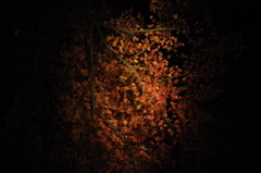 水面に映る夜紅葉
