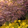 煌めく花々