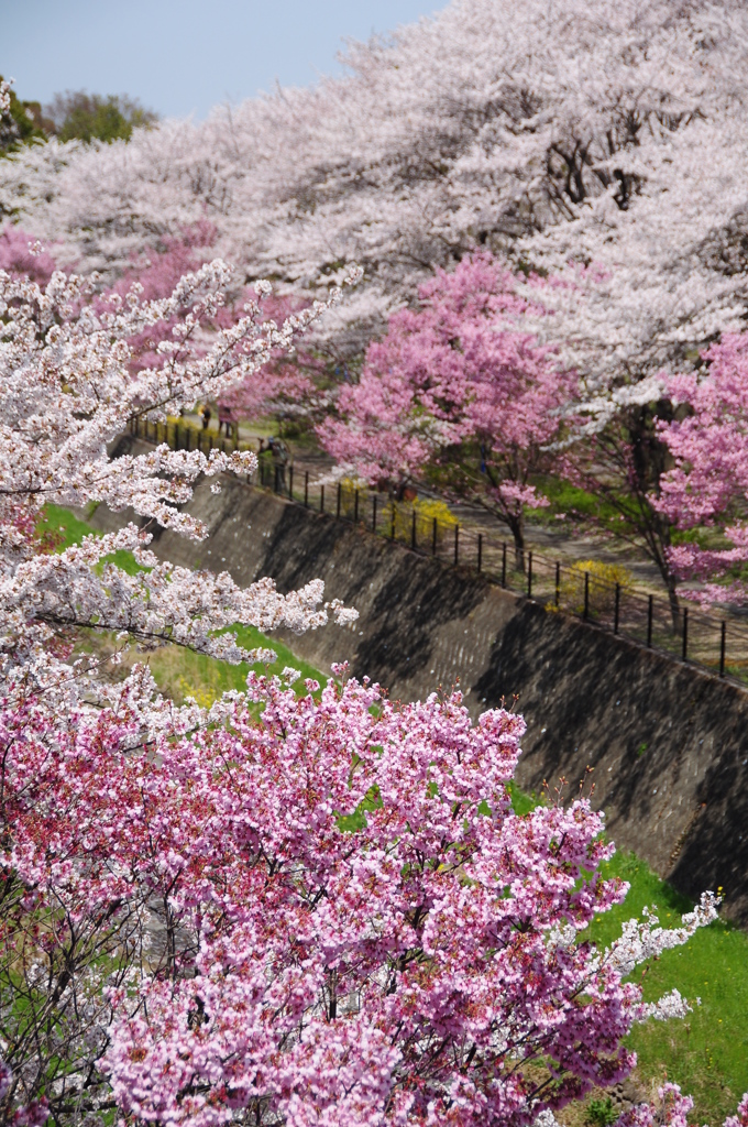 桜狩り