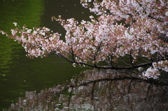 水上の桜