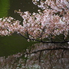 水上の桜