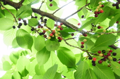 初夏の桜は実りの季節