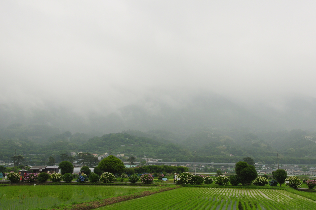 霧雨浴びながら