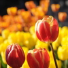 Winter Tulip
