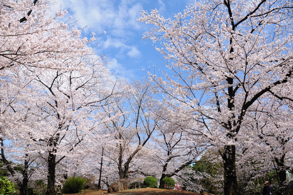 桜満開