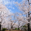 桜満開
