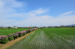 農道に咲く紫陽花