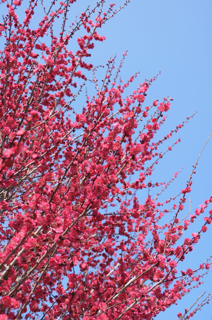 紅梅