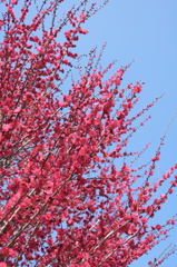 紅梅