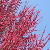 紅梅