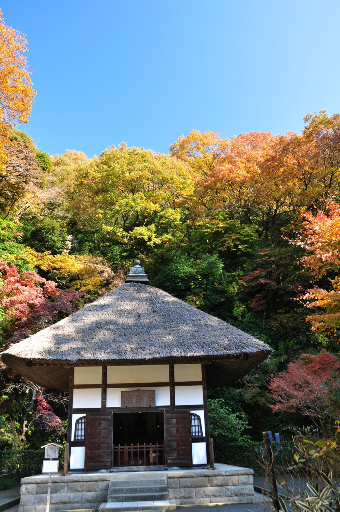 紅葉に囲まれて