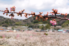 梅林に咲き始める河津桜