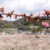 梅林に咲き始める河津桜