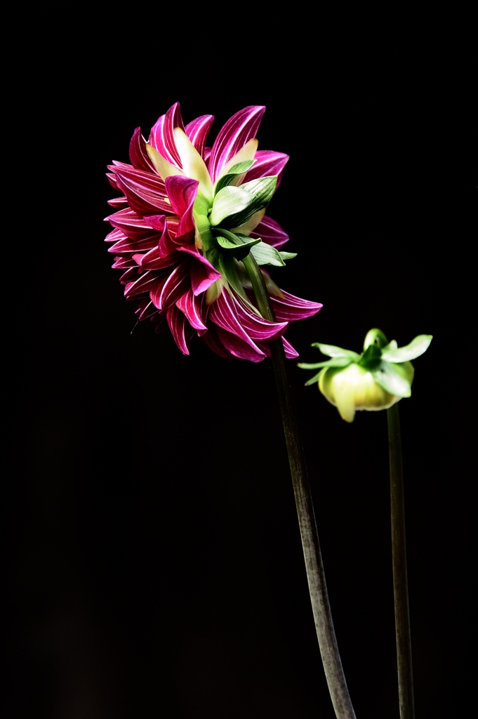 DAHLIA