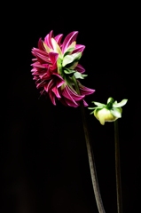 DAHLIA