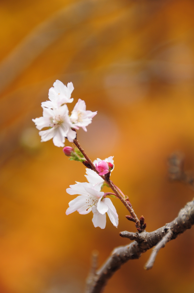 秋色と冬桜