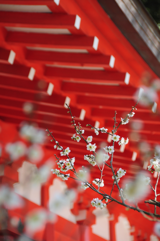 白梅 in 荏柄天神社