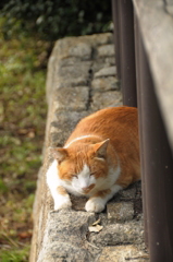 昭和記念公園のネコ