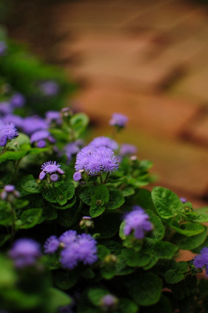 floss flower