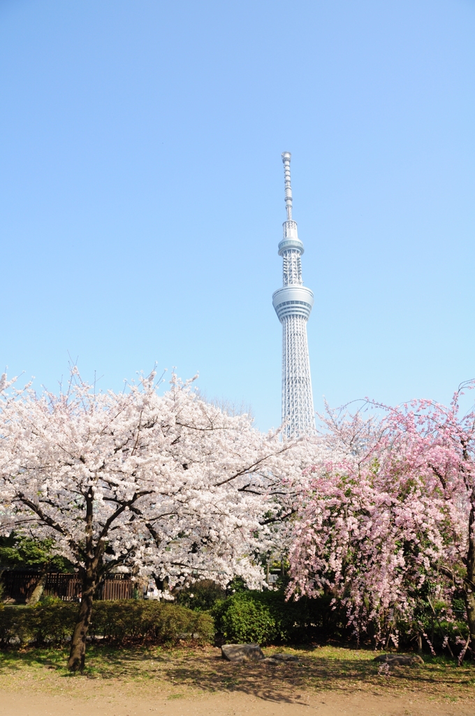 桜と枝垂れ桜とスカイツリー