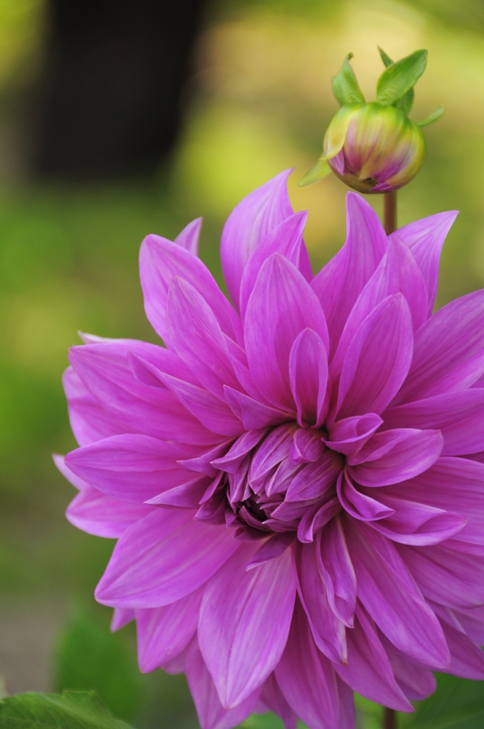 DAHLIA