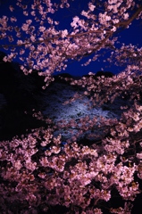 千鳥ヶ淵の桜　その１