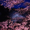 千鳥ヶ淵の桜　その１