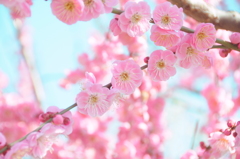 Red Plum blossoms