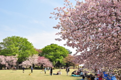 八重観桜