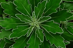 Copy Leaf