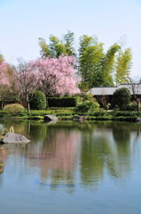 日本庭園の枝垂れ桜