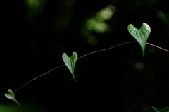 ミドリのラヴアーチ