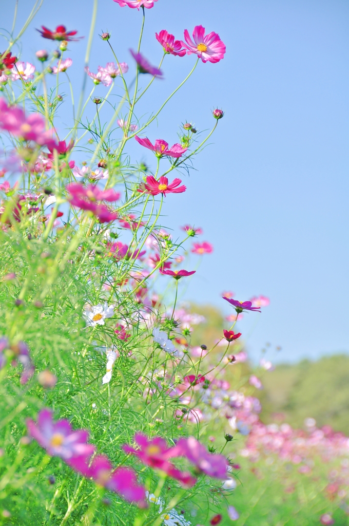 秋桜