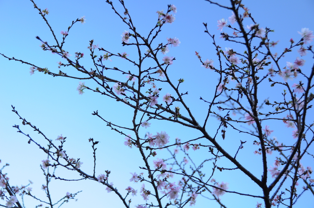 秋に咲く桜