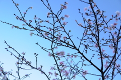 秋に咲く桜