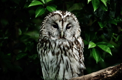 Sorrow owl