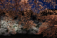 千鳥ヶ淵の桜　その２