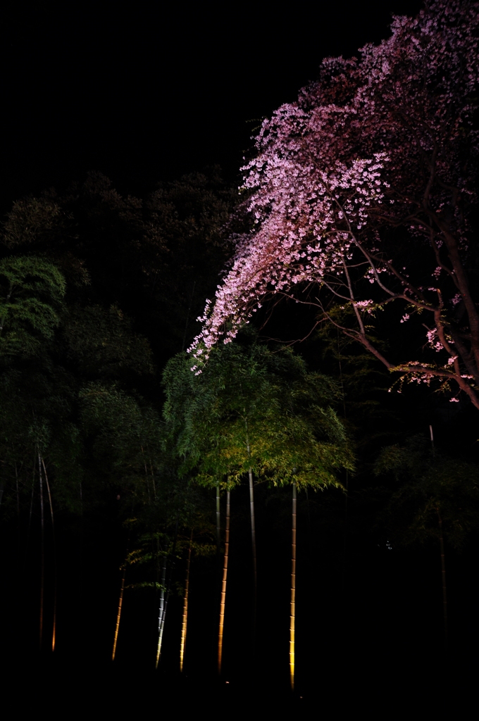 枝垂れ桜と竹