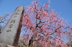 瑞雲寺の枝垂れ梅