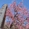 瑞雲寺の枝垂れ梅