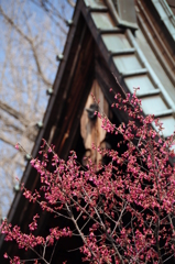 春を待つ緋桜