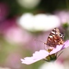 京都府立植物園