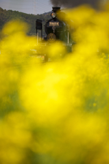 SLと黄色い花