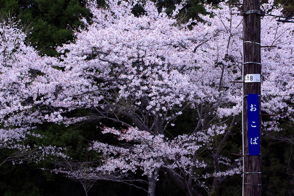 旅中の桜