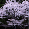 旅中の桜