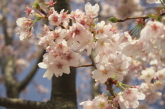 ソメイヨシノ 2012