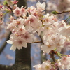 ソメイヨシノ 2012