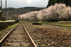 大畑駅の桜